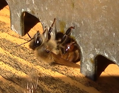 Ape bottinatrice di resina Ottava