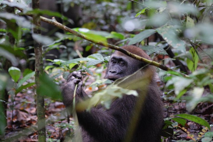 Gorilla_fase di selezione delle piante