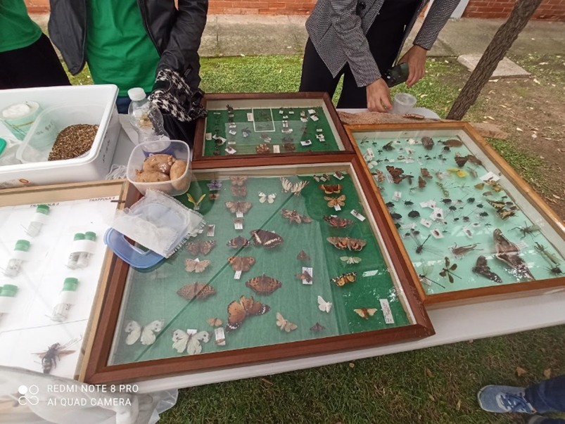 Fresher's Day insetti