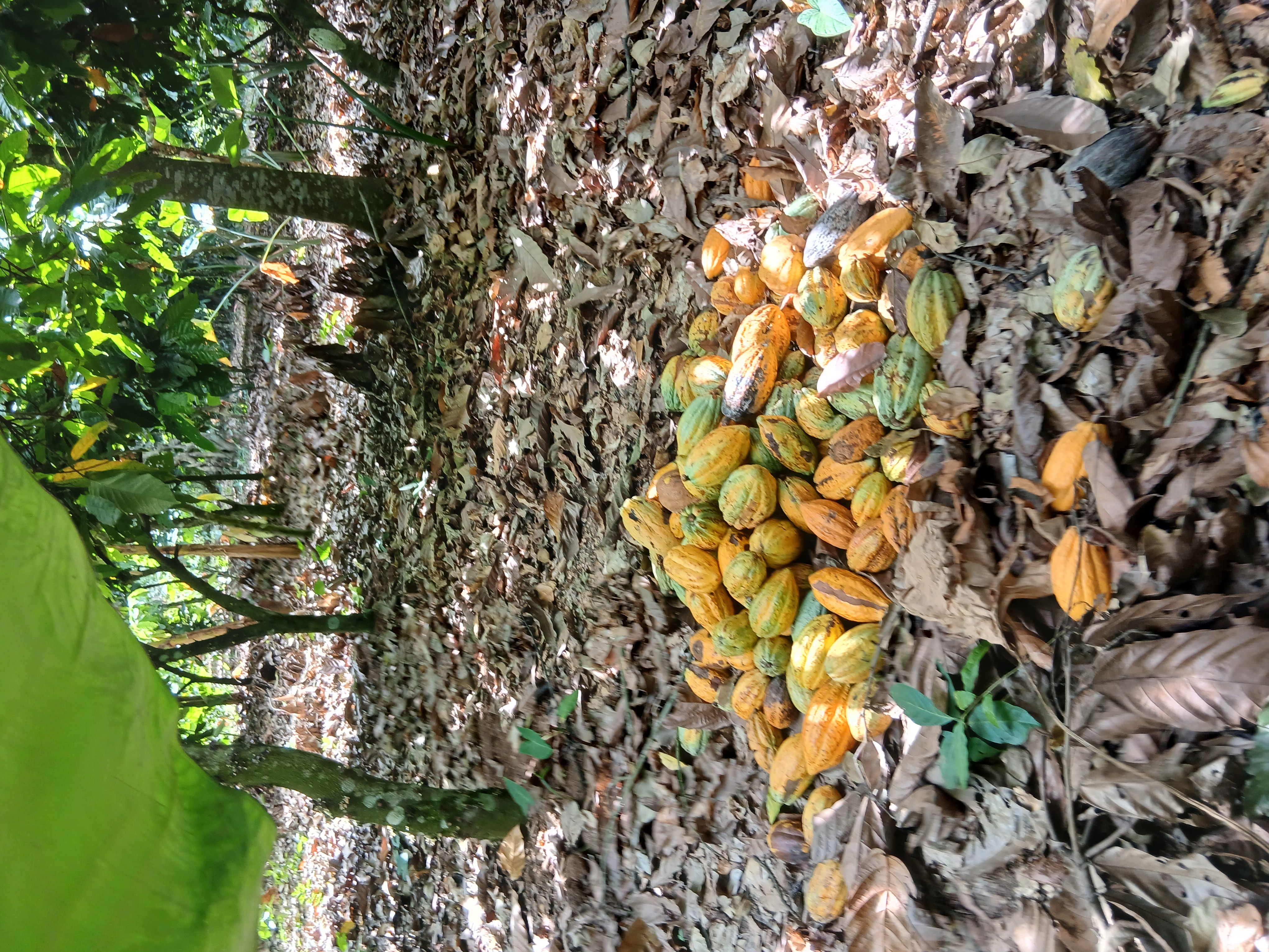 Cocoa fruits