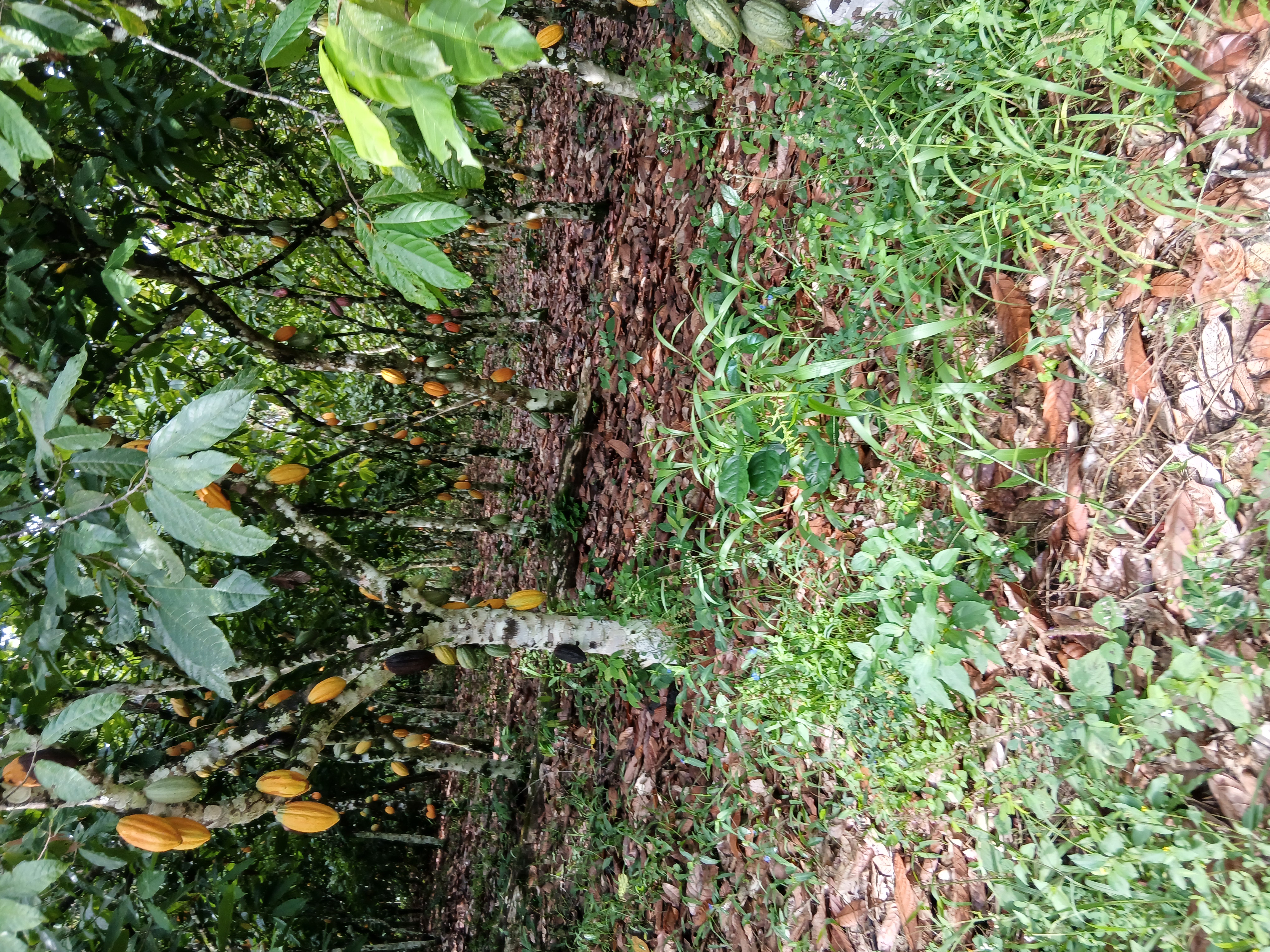 Cocoa trees