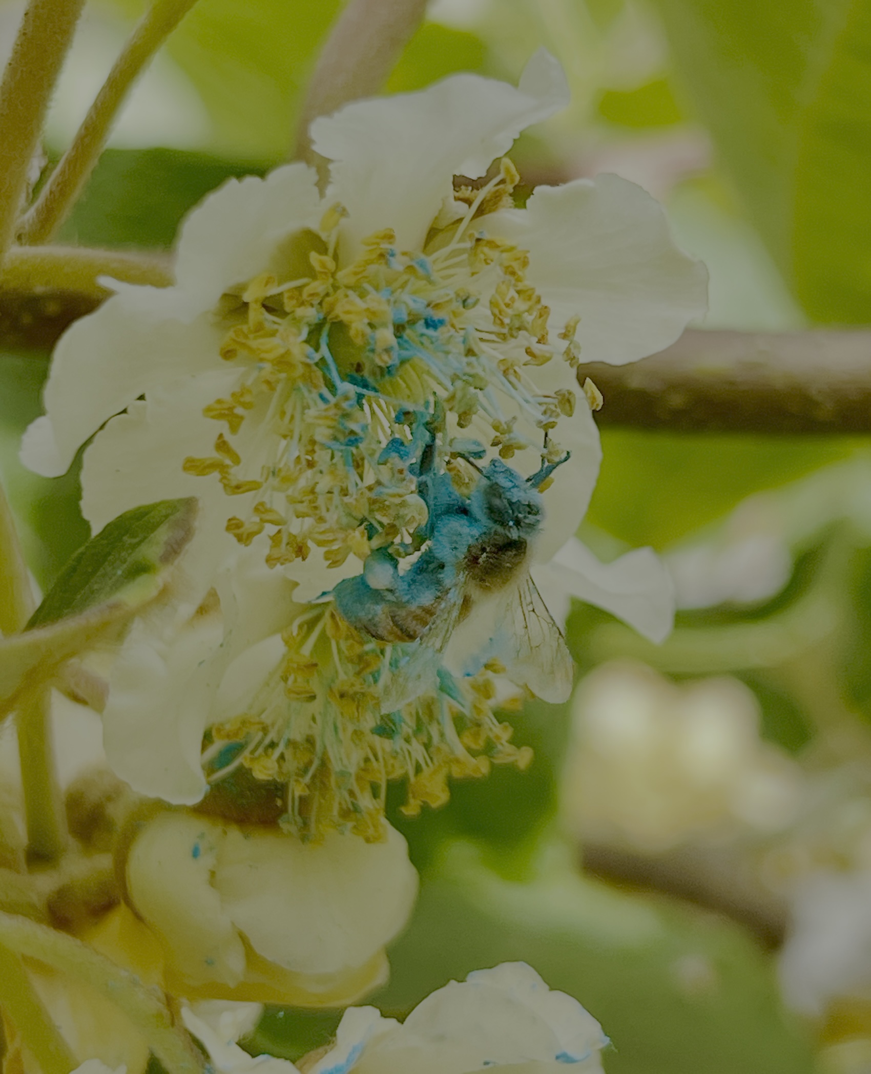 Immagine Argentina Pusceddu - Ciabattini_1