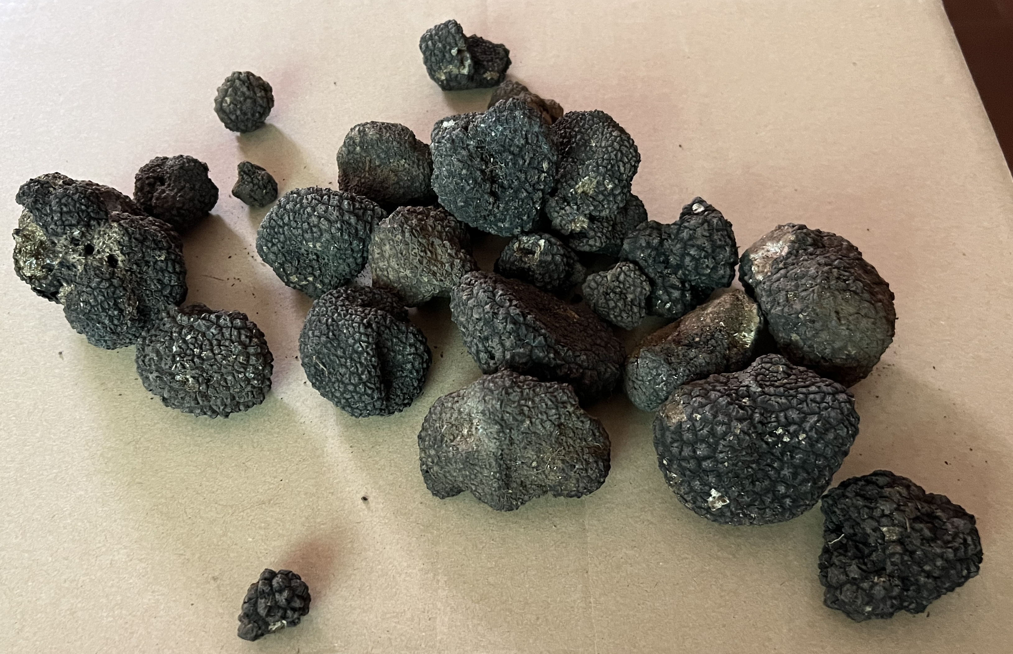 Tartufi