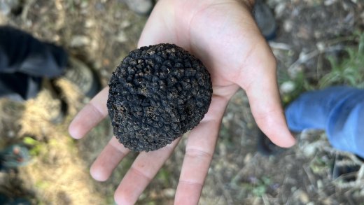 Tartufo