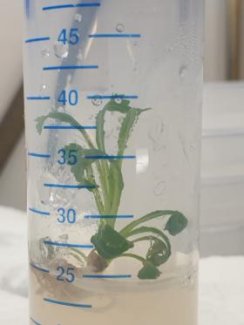 Coltura in vitro_papavero