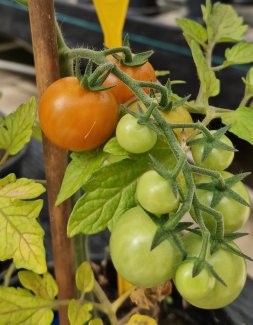 pomodori