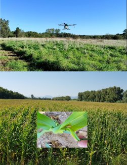 Agricoltura di precisione