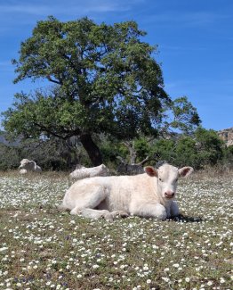 Benessere animale